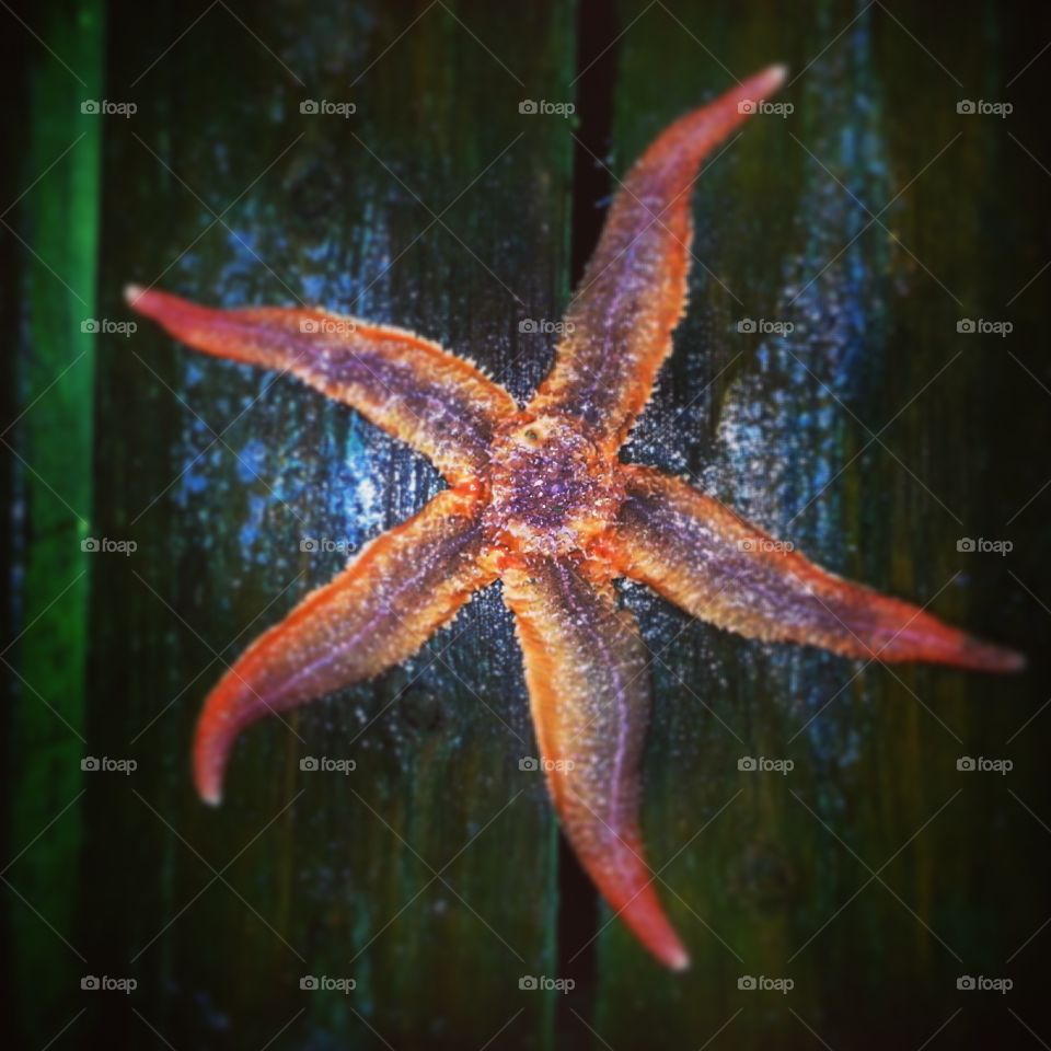 Starfish. Fishing = Fish? I am not sure right now