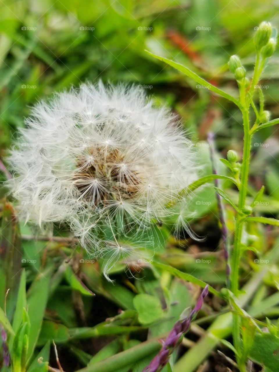 Dandelion in the grass