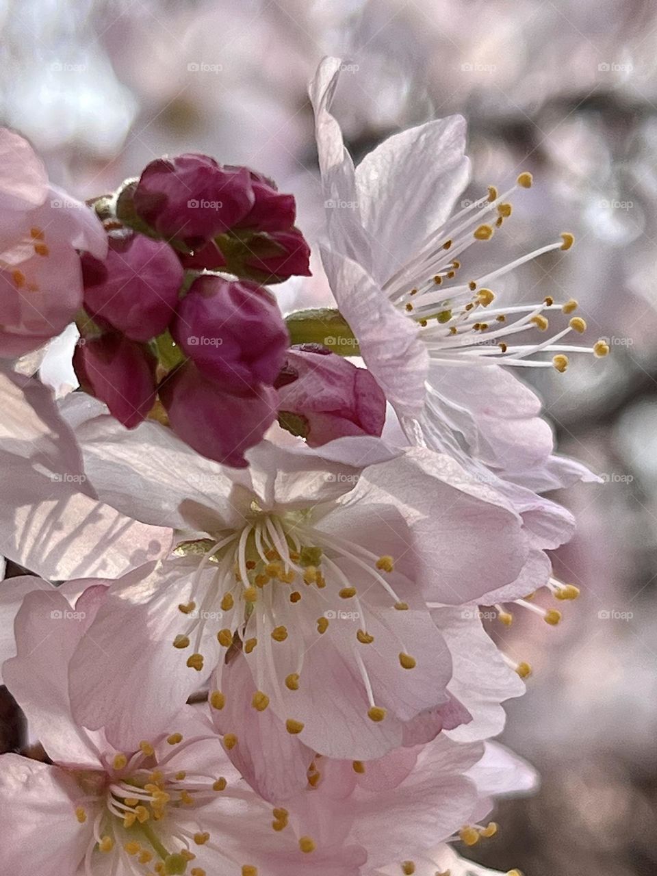 Spring flower-cherry blossom 
