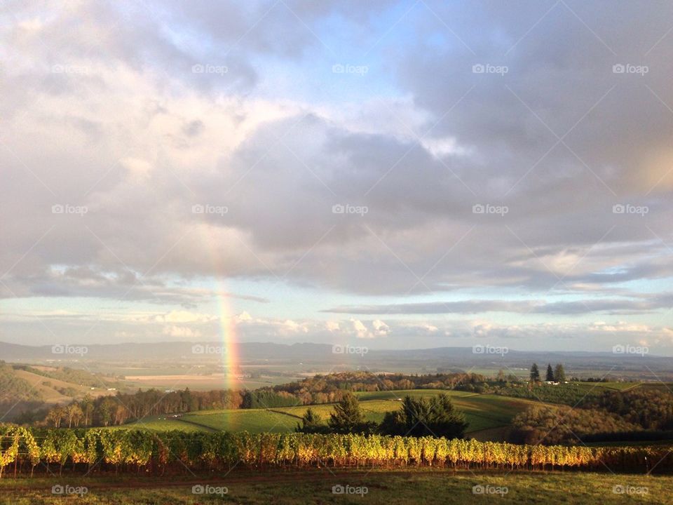 Vineyard rainbow