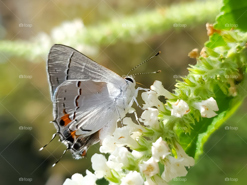 Gray hairstreak butterfly on a sweet almond verbena flower cluster.