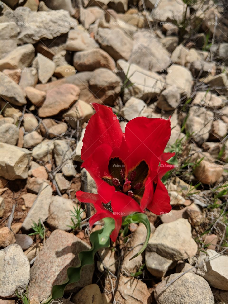 Wild Palestinian Tulip
