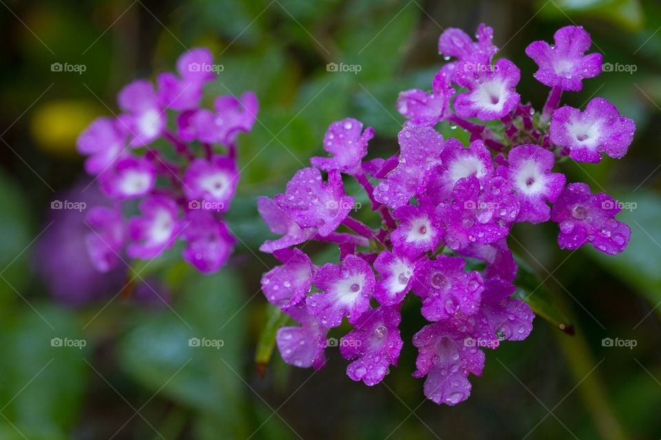 Mini Purple Flowers after Rain