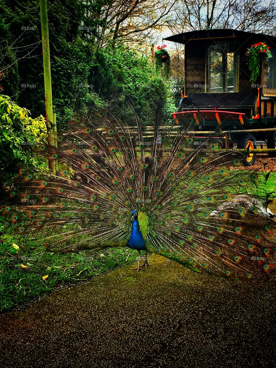 Peacock with feathers spread, Greenacres wildlife park, UK