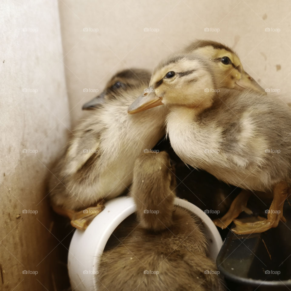 Close-up of ducklings