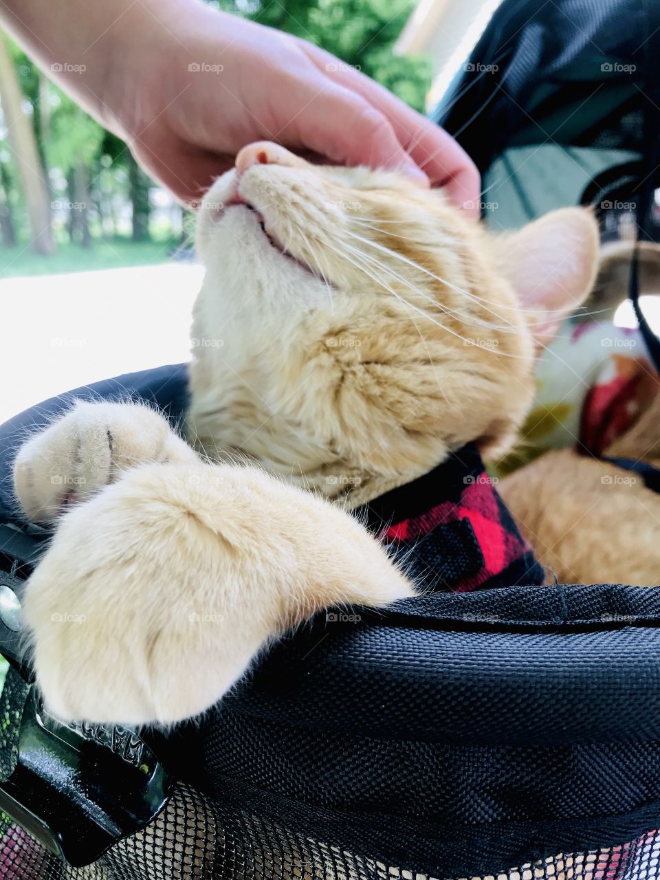 Taking darling orange tabby cat for a stroller ride is a great way to stay in shape both mentally and physically for both participants!! 