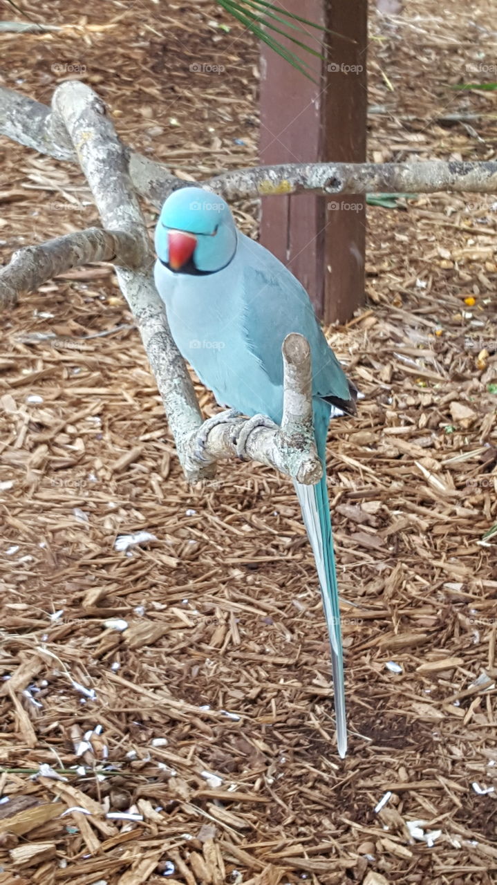 pretty bird