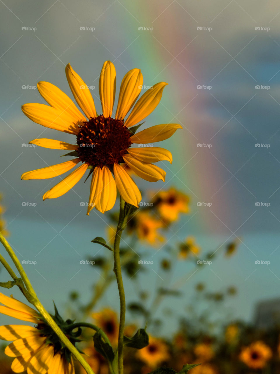 Sunflower Rainbow