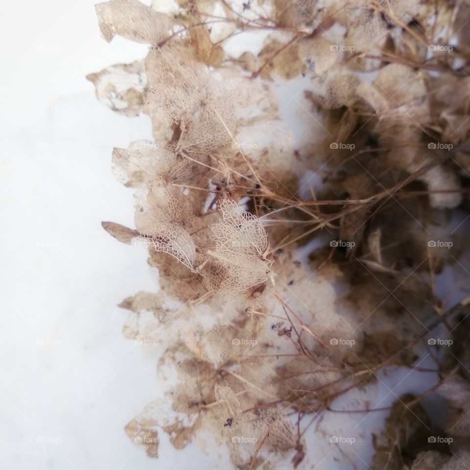 Hydrangea stones spring outdoors Textured Flow marble leaf flowers garden Color