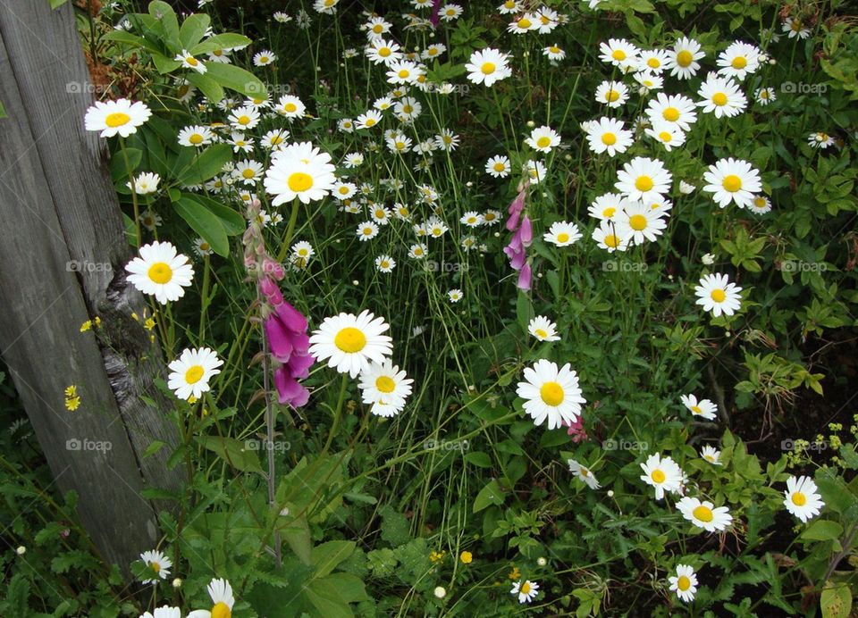 Wildflowers