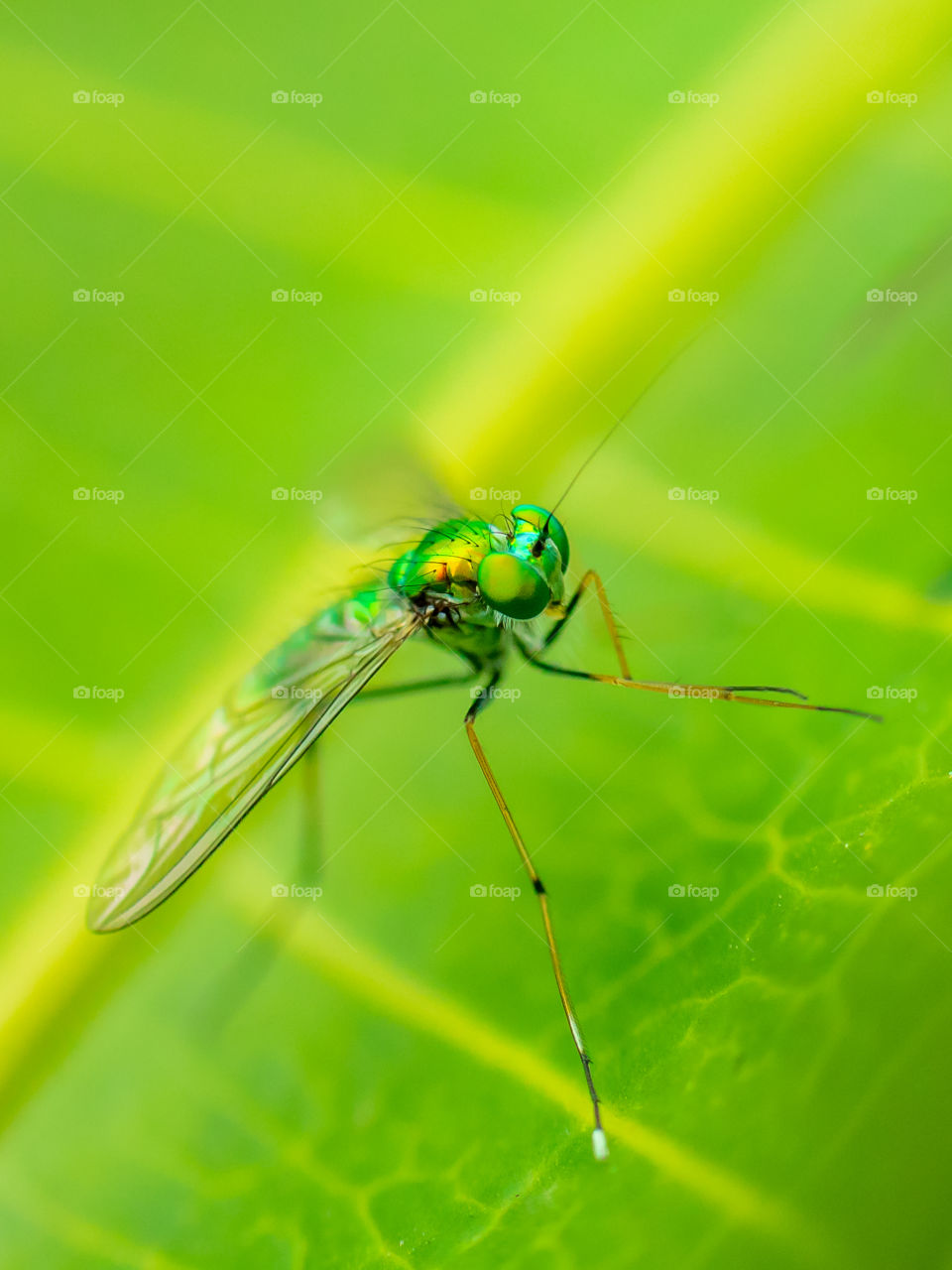 The long-legged fly