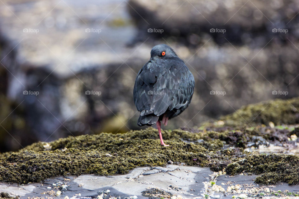 New Zealand - Curio Bay,Sea Bird up close