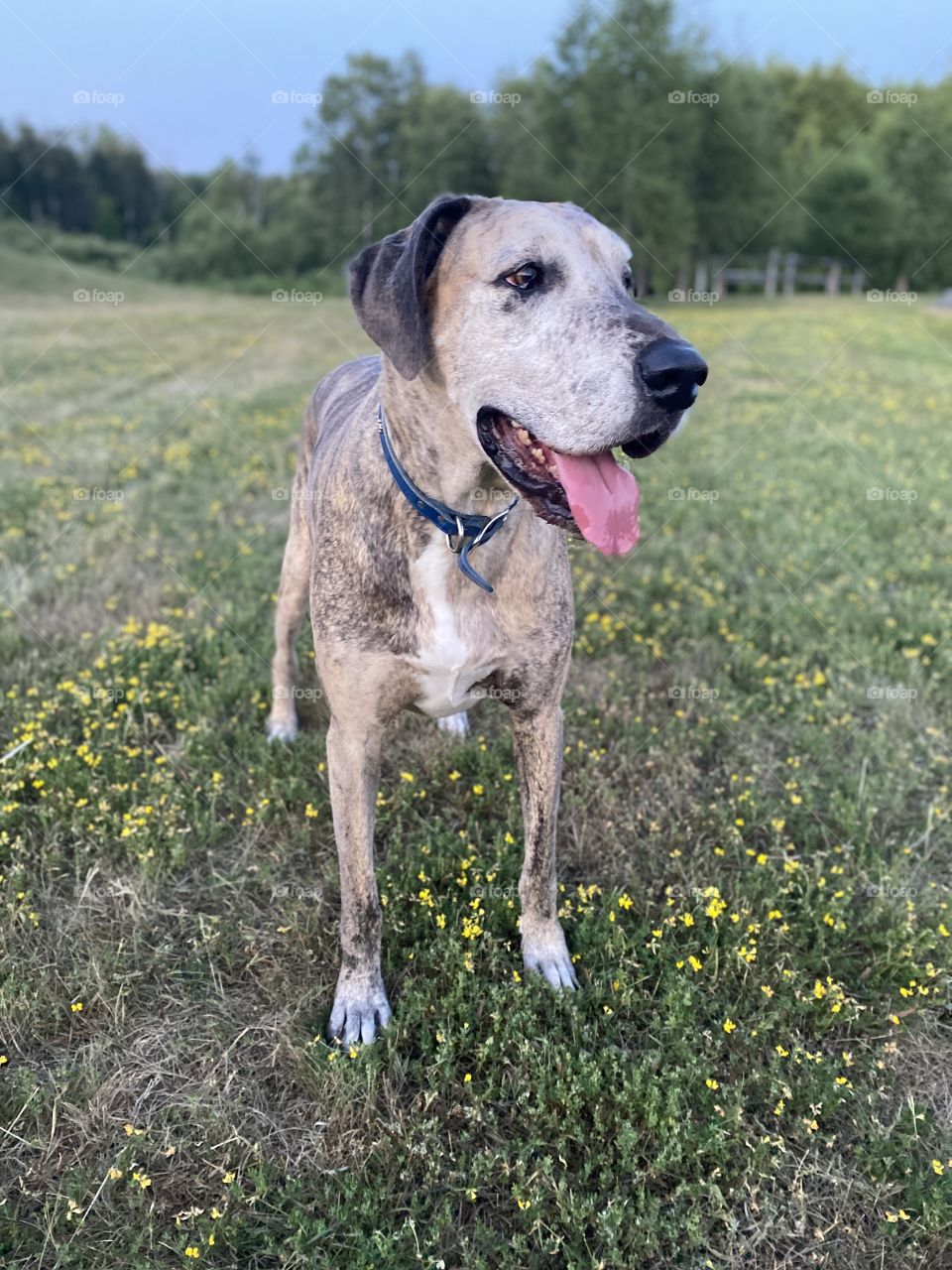 Great Dane in Green Meadow at Sunset