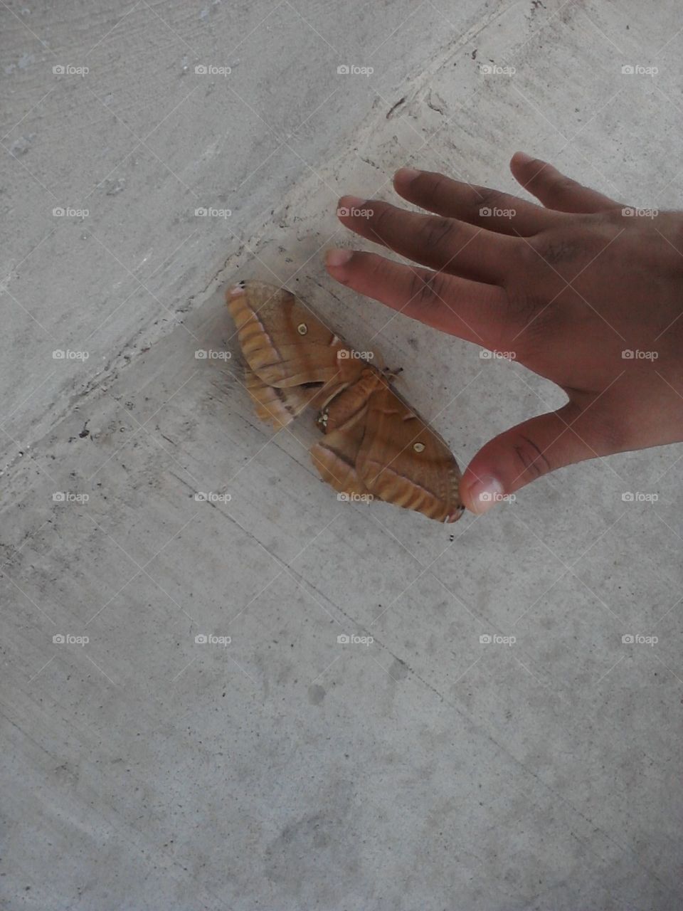 Giant moth with a hand next to it for size comparison