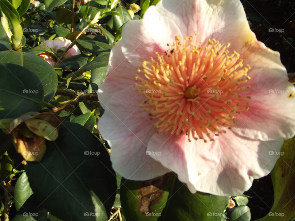 Pink Camellia Flower