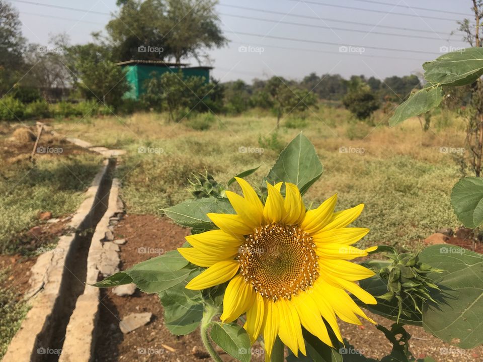 Sun Flower in the Farm House