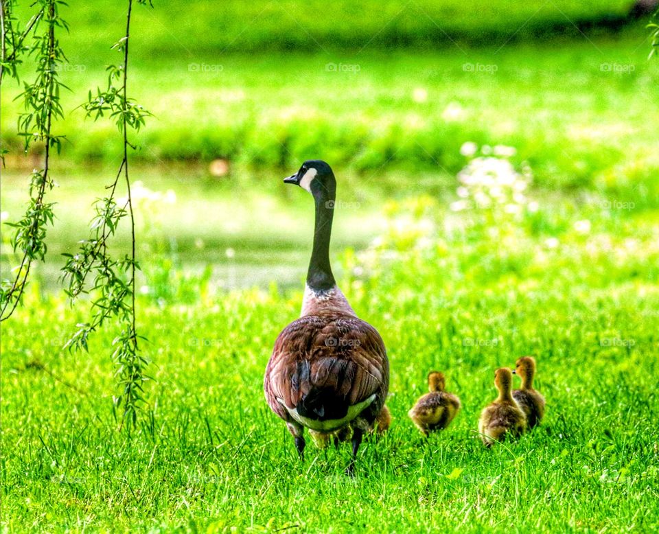 The goose family