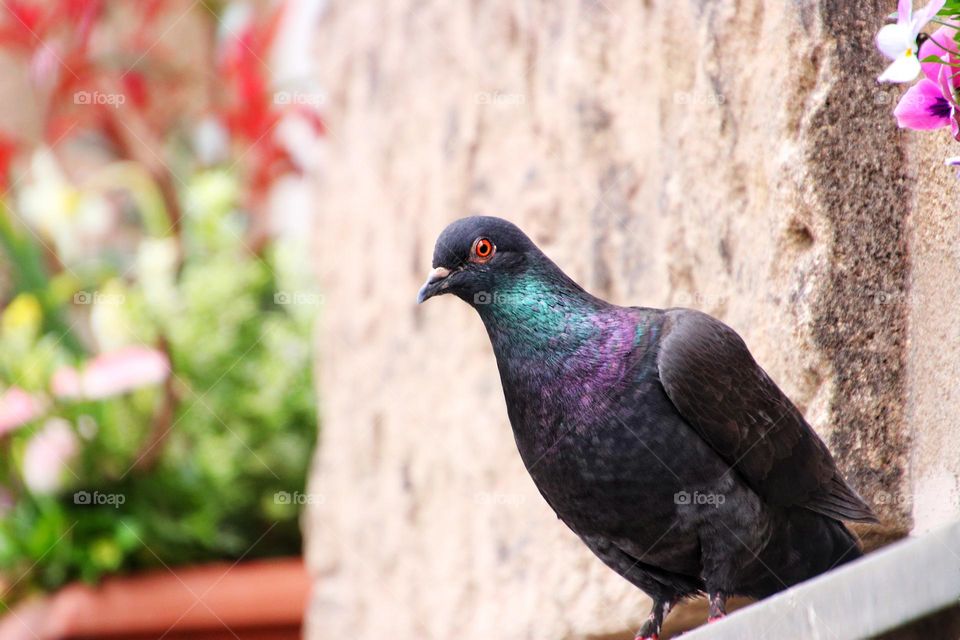 Close-up of a dove with purple and green plumage sitting on a window sill with flowers