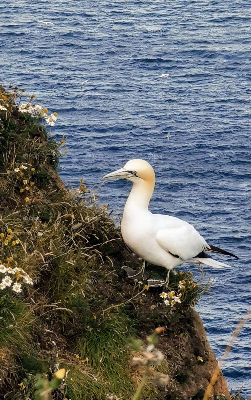 Gannet