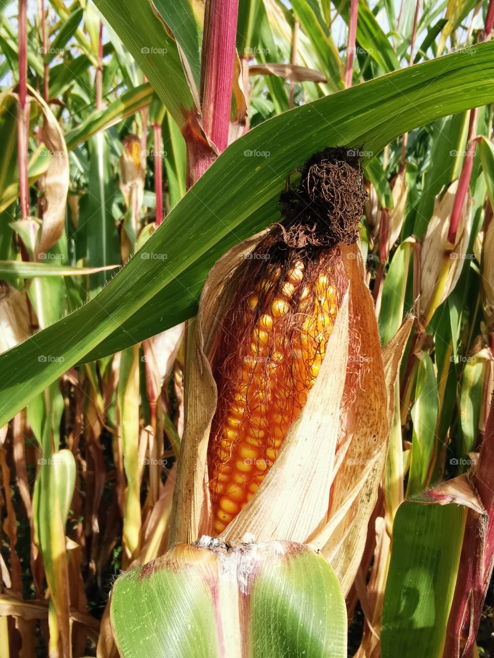 Maiskolben im Feld geht auf