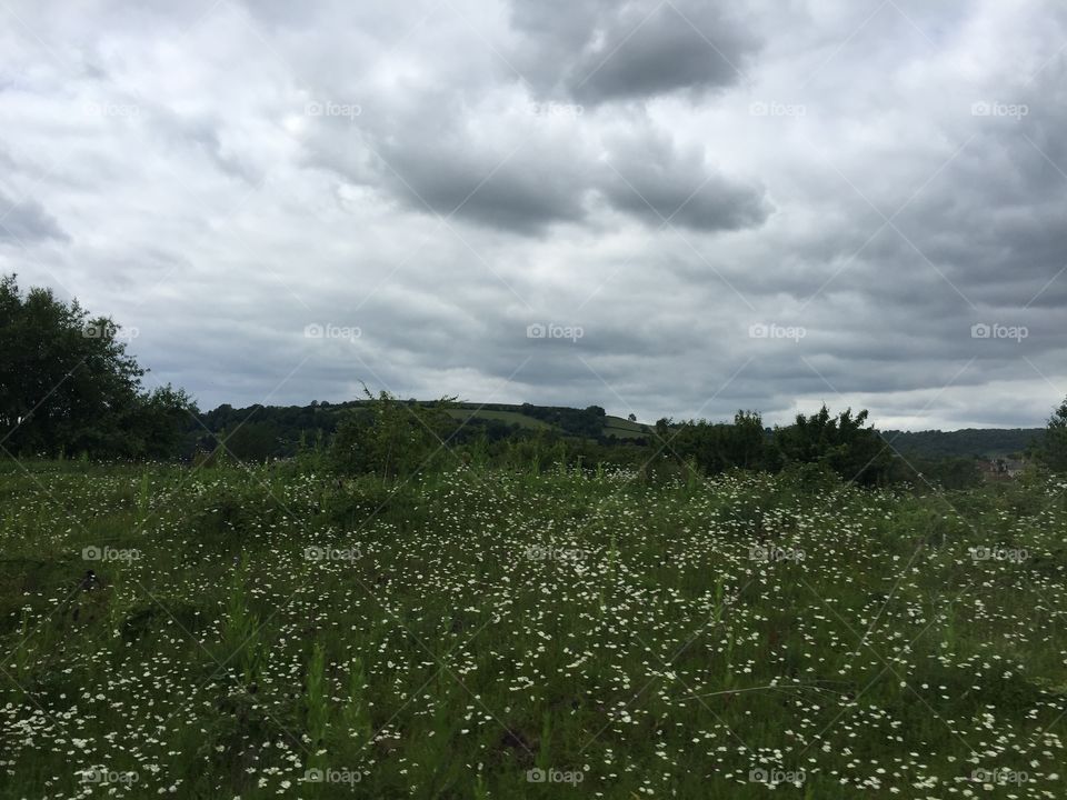 field of white wildflowers in Bathampton, england. A gloomy cloudy rainy day with lush green landscape