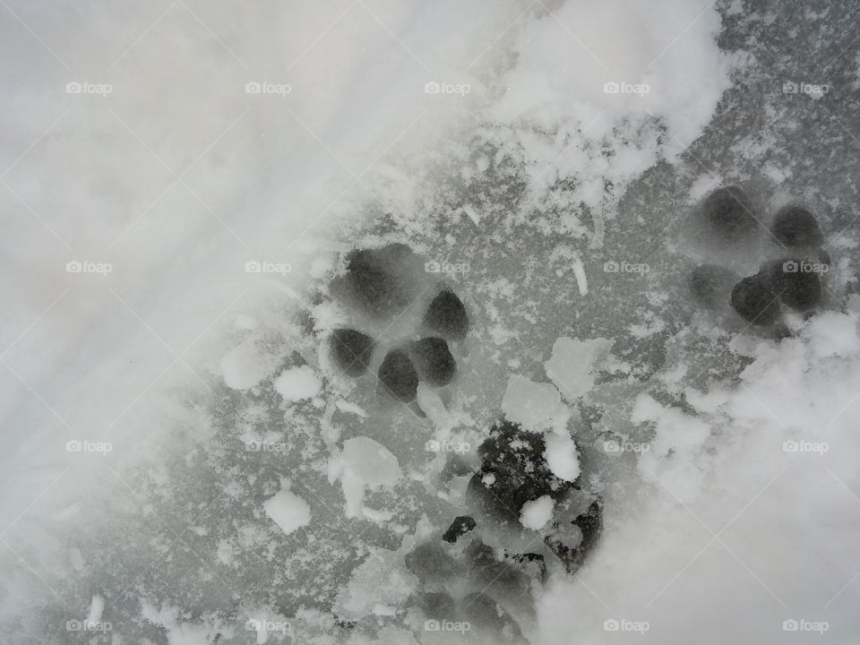 Dog paw prints in the snow