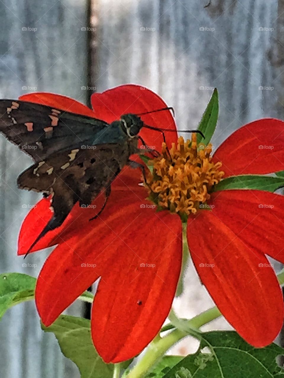 The skipper butterfly