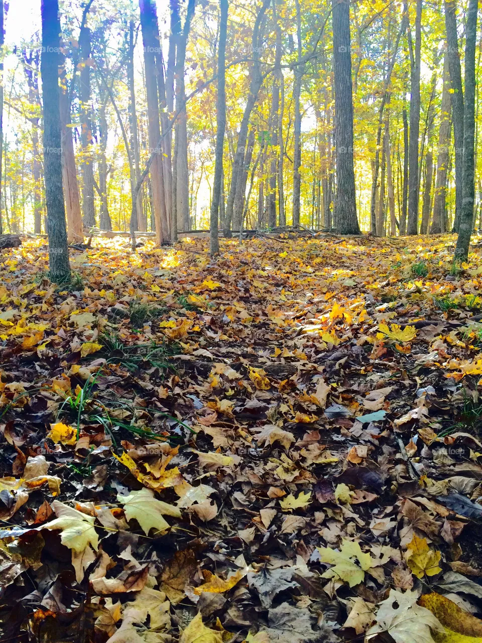 Fall, Leaf, Wood, Tree, Season