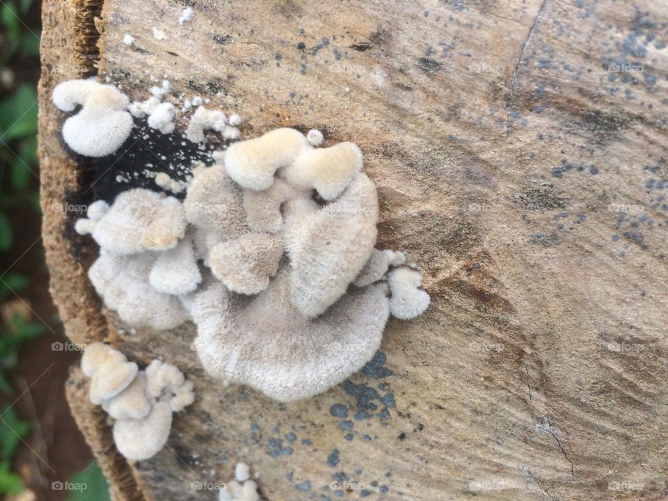 Mushrooms On A Tree Trunk 