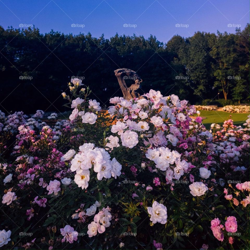 Chopin In Flowers