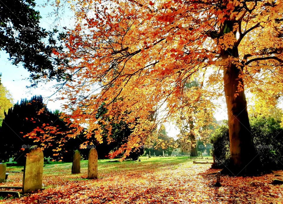 Sunny Autumn in the cemetery, orange and red with shadows of tombstones