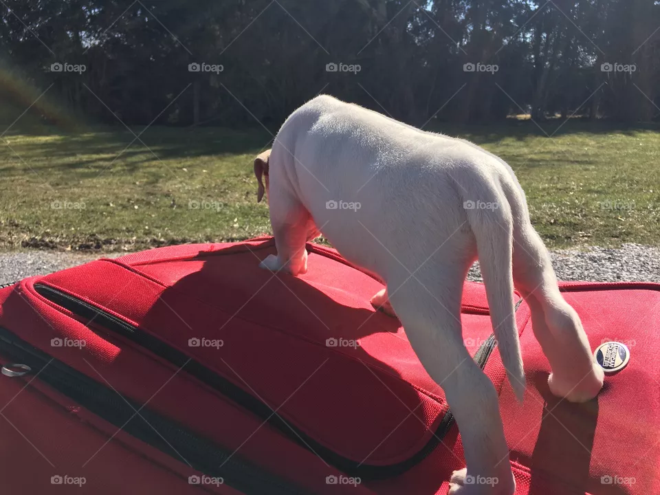 Good dog