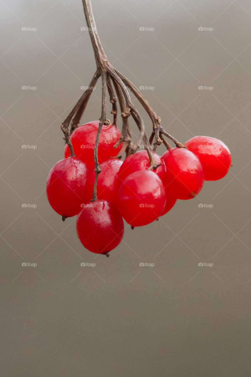 Red berries in a tree