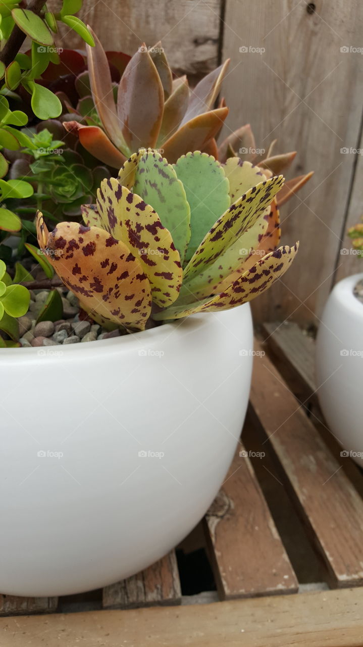 Kalanchoe Marmorata, Penwiper plant