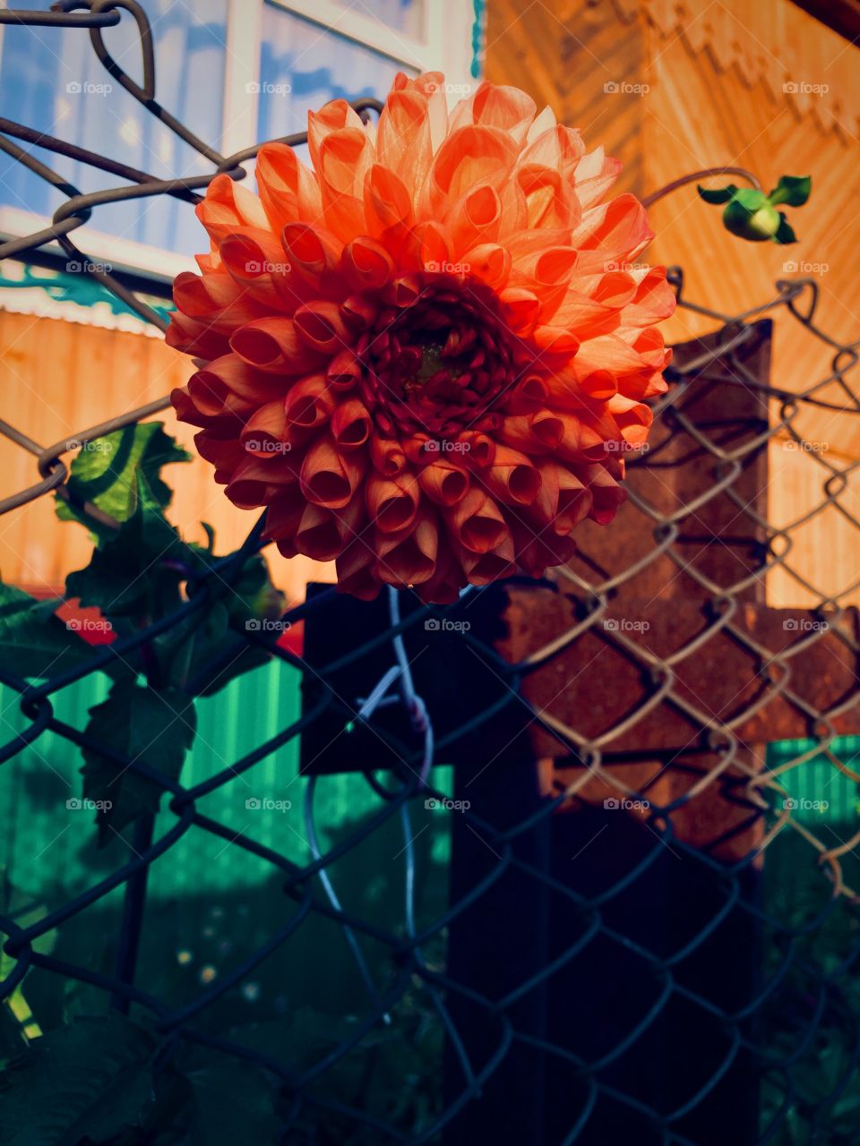 Bright orange summer flower in my garden