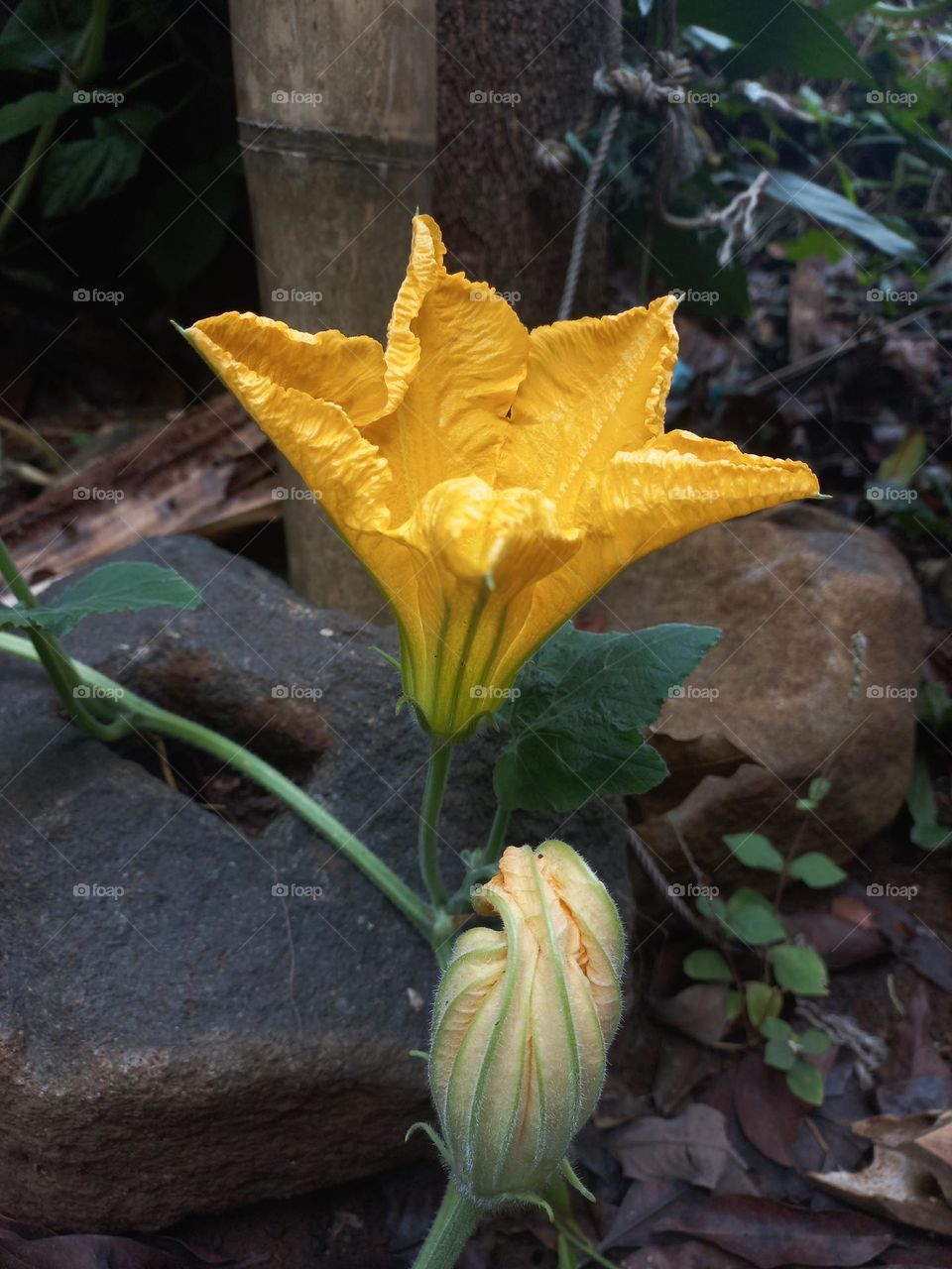 Yellow pumpkin flowers in bloom