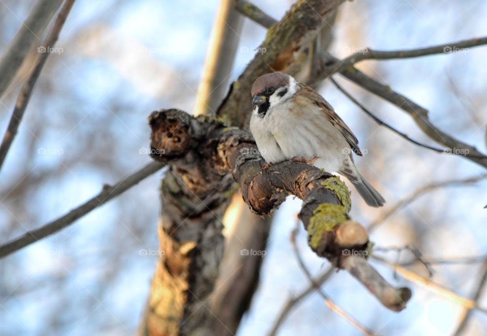 Sparrow perching on tree branch