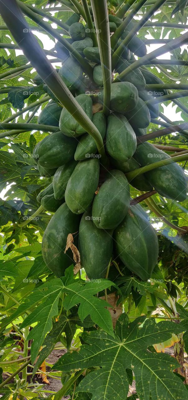 The papaya plant is considered a tree, though its palmlike trunk, up to 8 metres (26 feet) tall, is not as woody as the designation generally implies. The plant is crowned by deeply lobed leaves, sometimes 60 cm (2 feet) across, borne on hollow petio