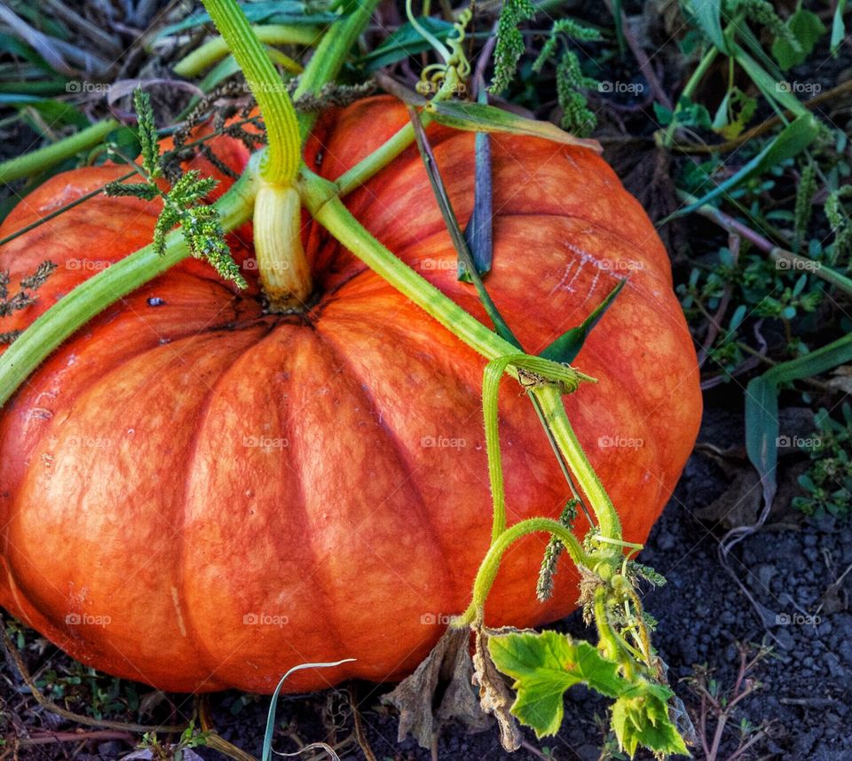 Pumpkin on the vine