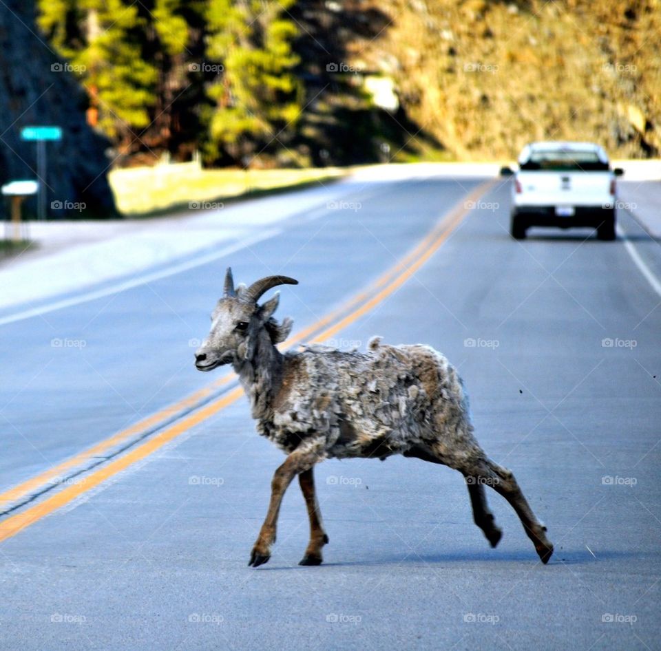 road sheep bighorn by refocusphoto