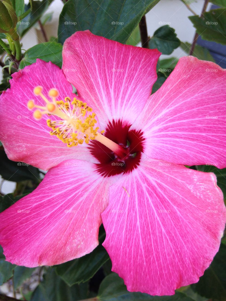 Pink Hibiscus 