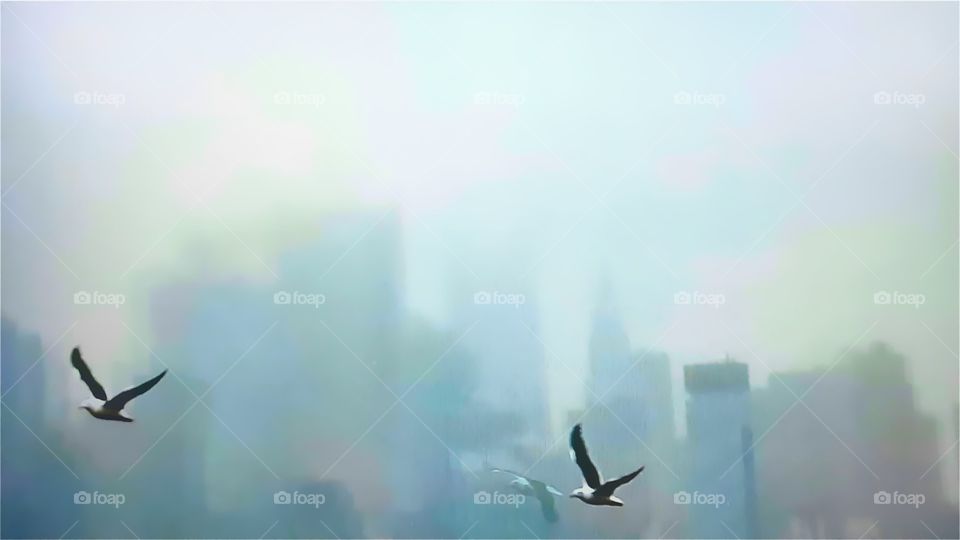 3 seagulls shot at 3 Lincoln PI, Weehawken, New Jersey