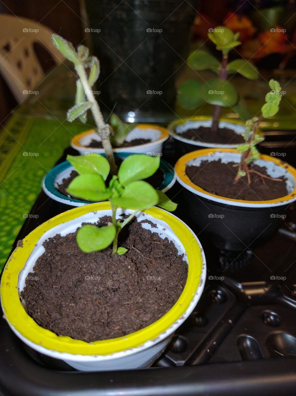 plants growing strong / plantings crecen