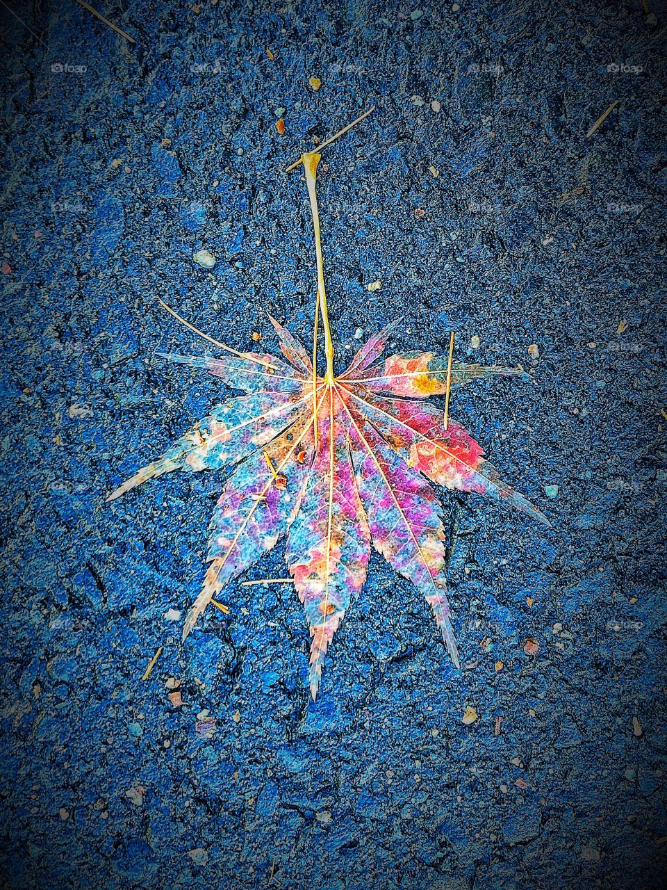 High angle view of multi coloured leaf
