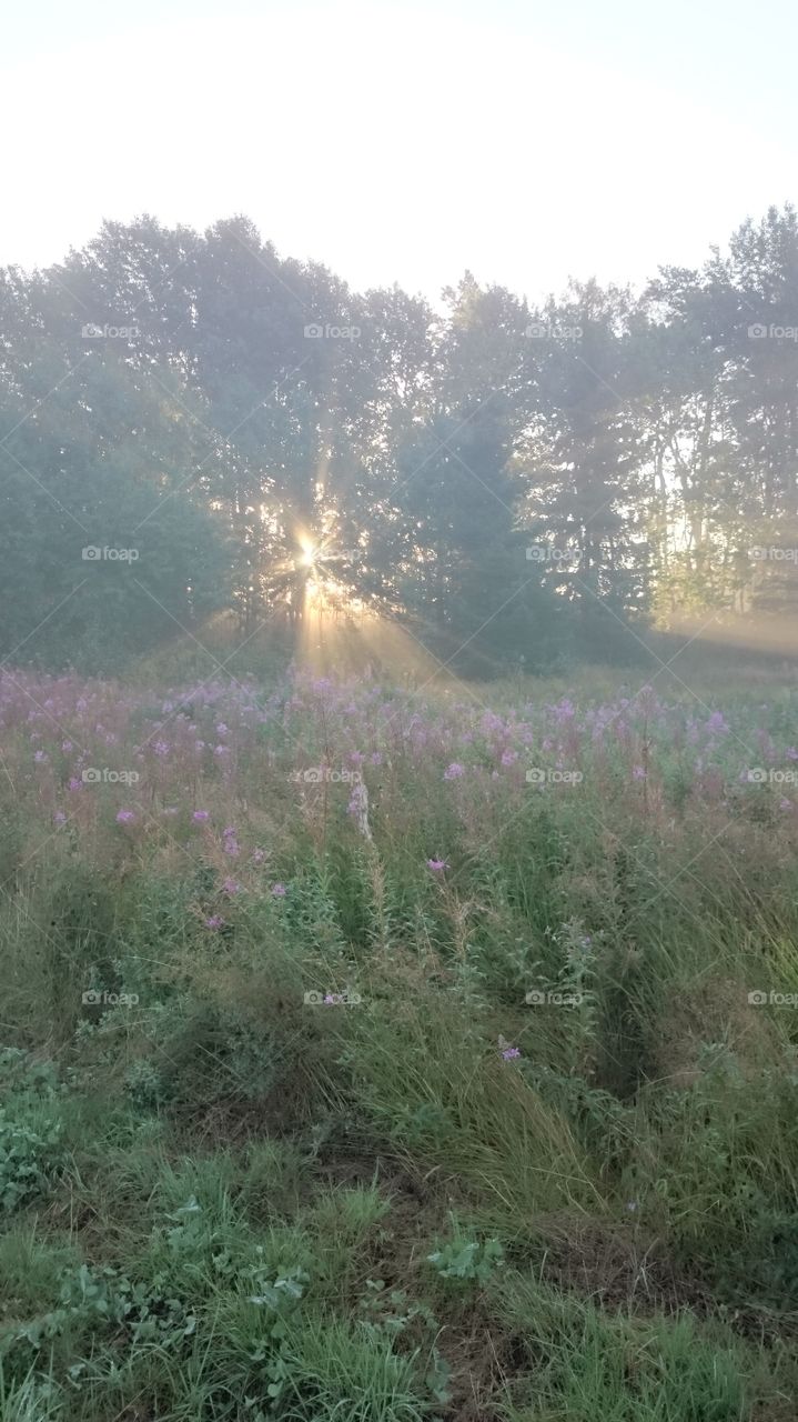 Sunrise in a forest in Sweden 