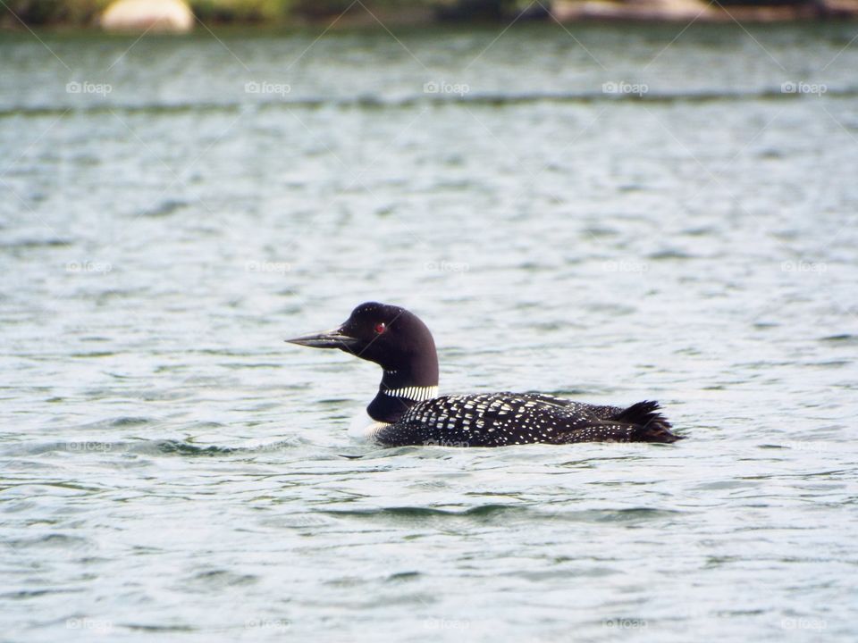 Loon
