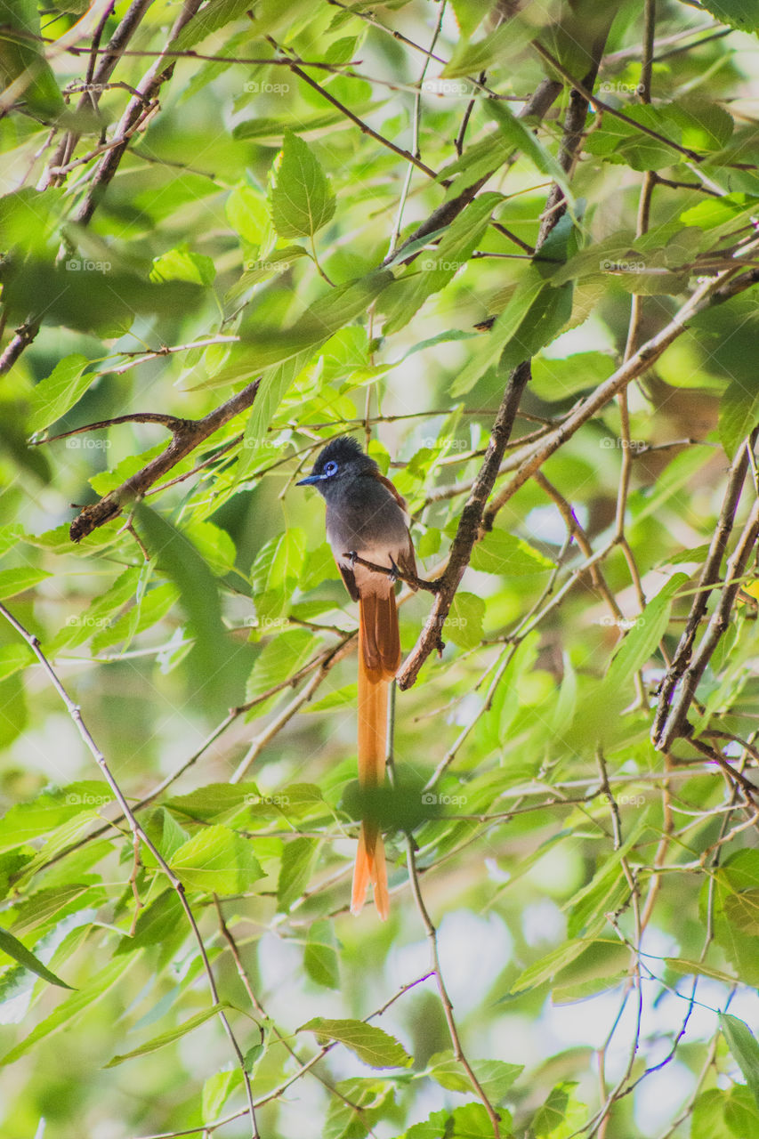 Paradise flycatcher in a tree