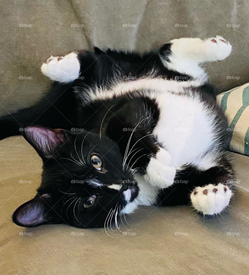 Cute black and white cat relaxing 