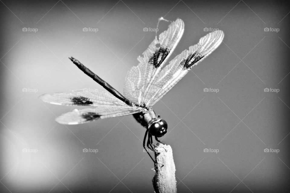 Dragonfly