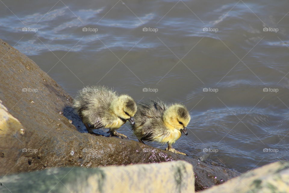 Two goslings walk along rocks on shore 